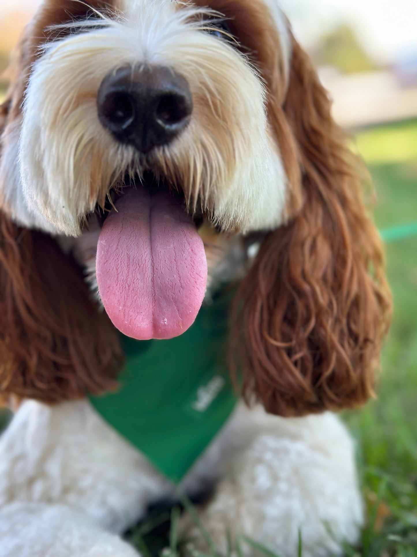 Green Dog Bandana