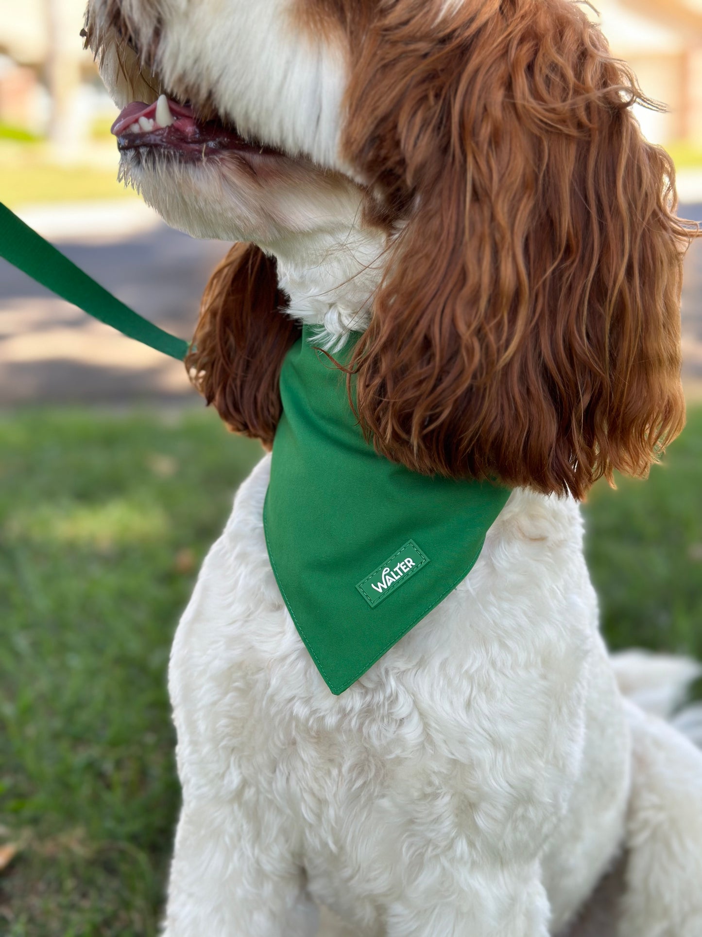 Green Dog Bandana