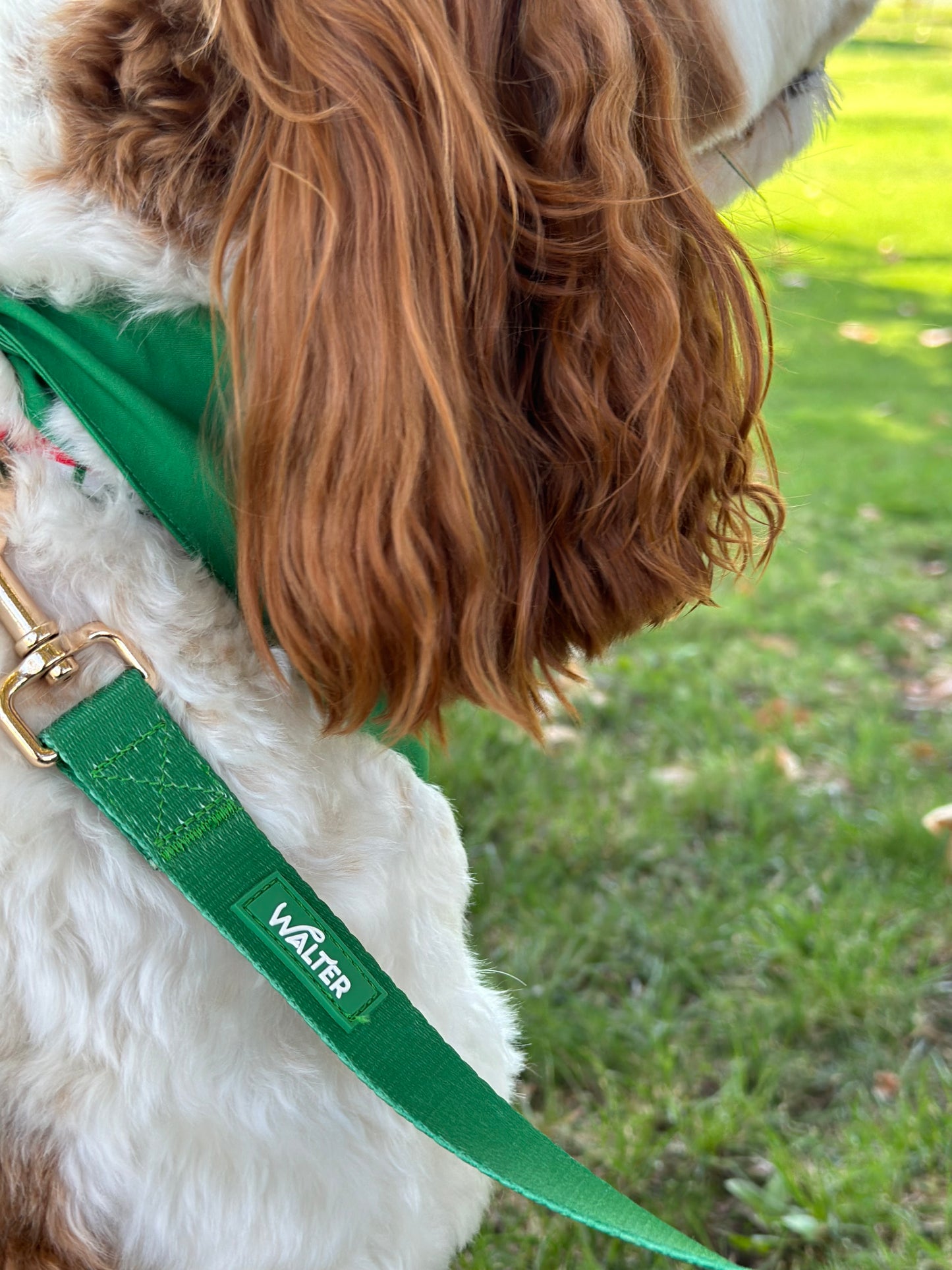 Green Dog Leash