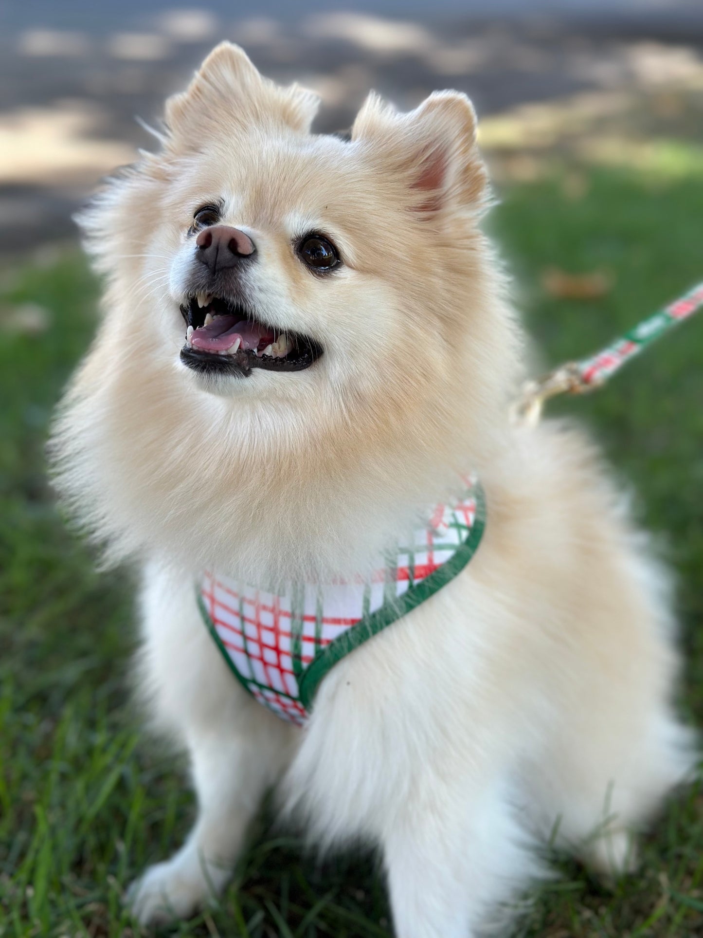 Plaid Dog Harness