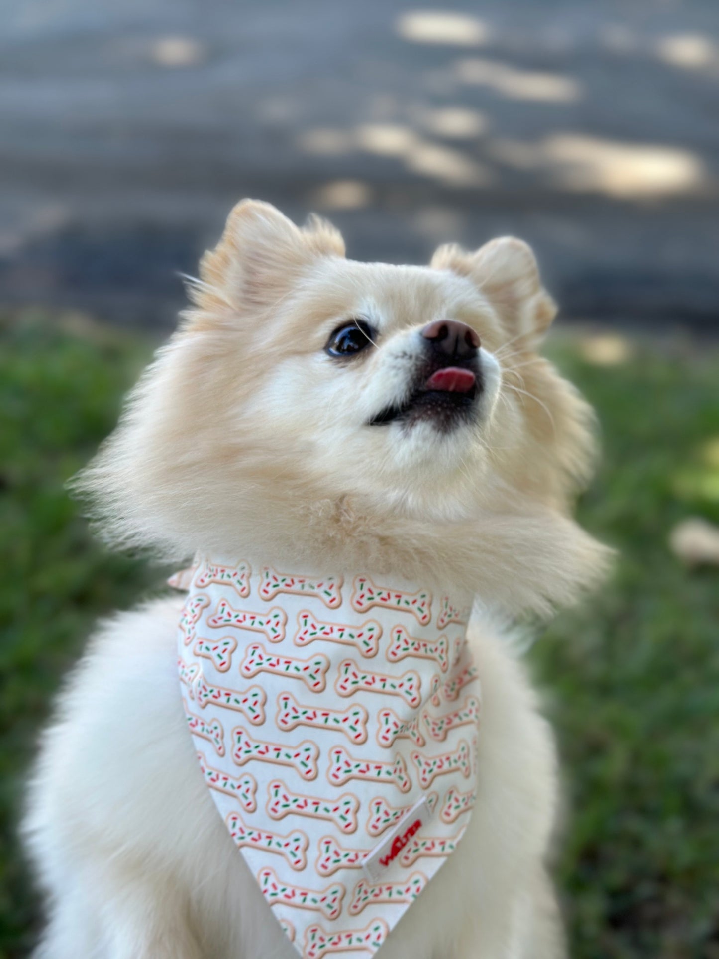 Cookie Dog Bandana