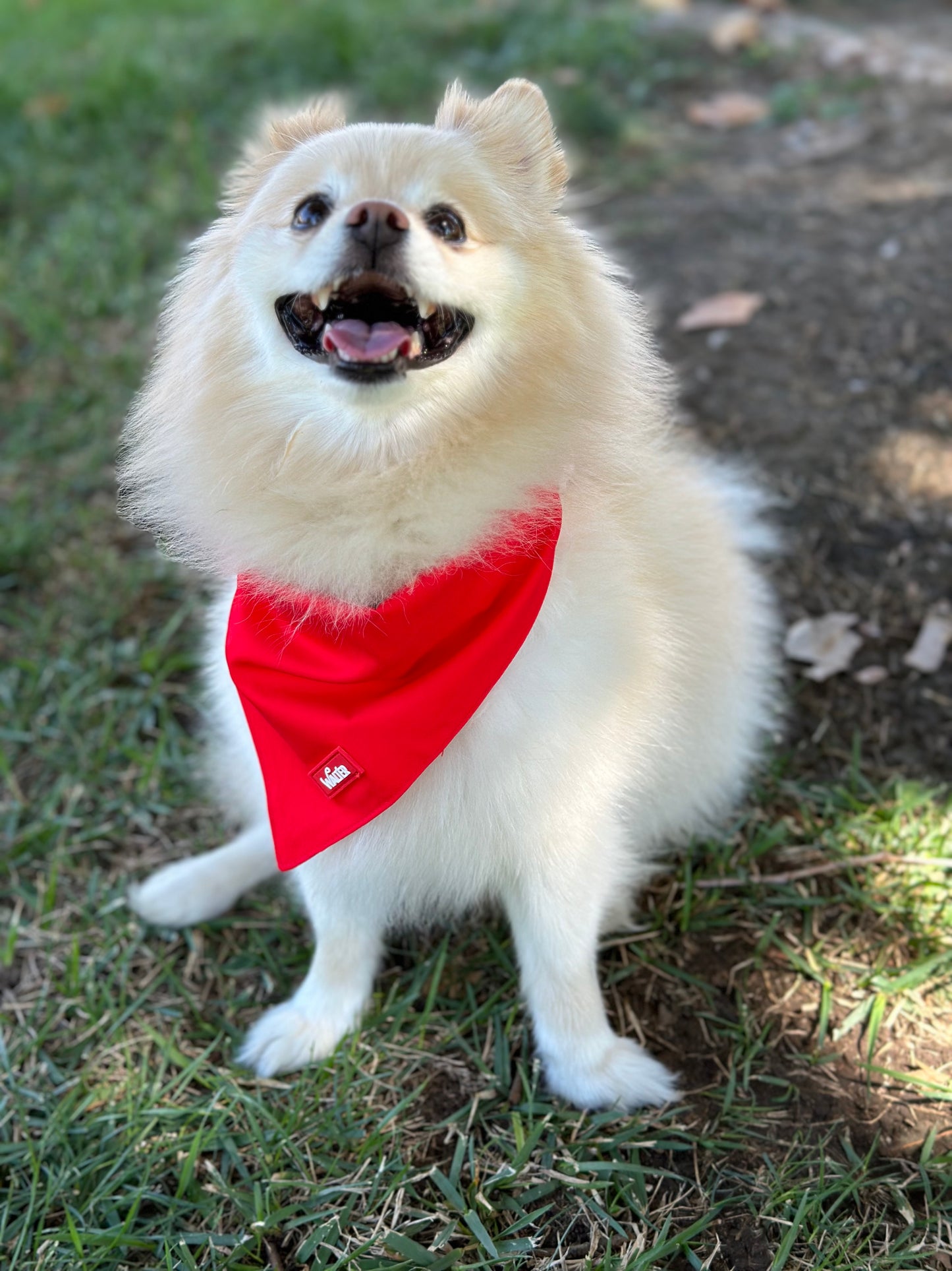 Red Dog Bandana
