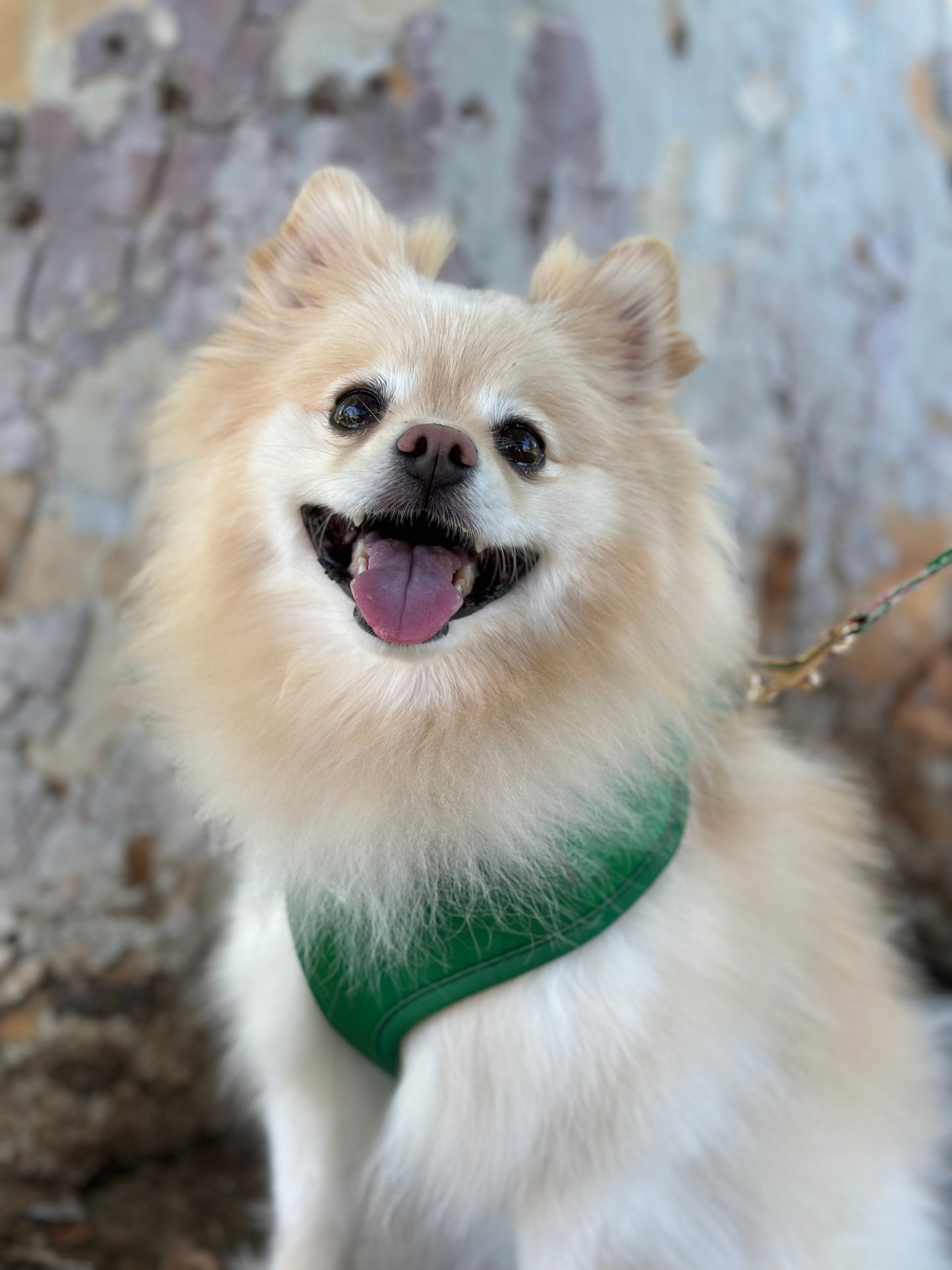 Green Dog Harness