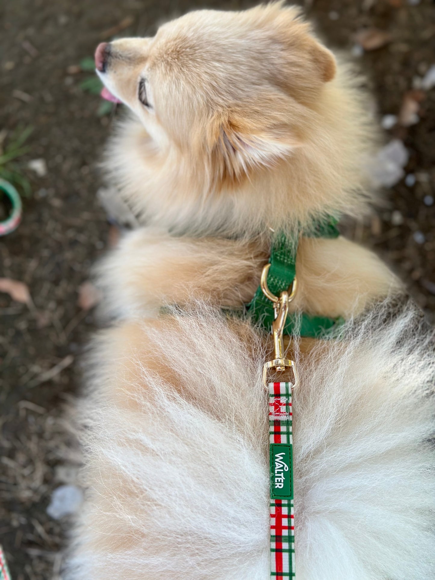 Plaid Dog Leash