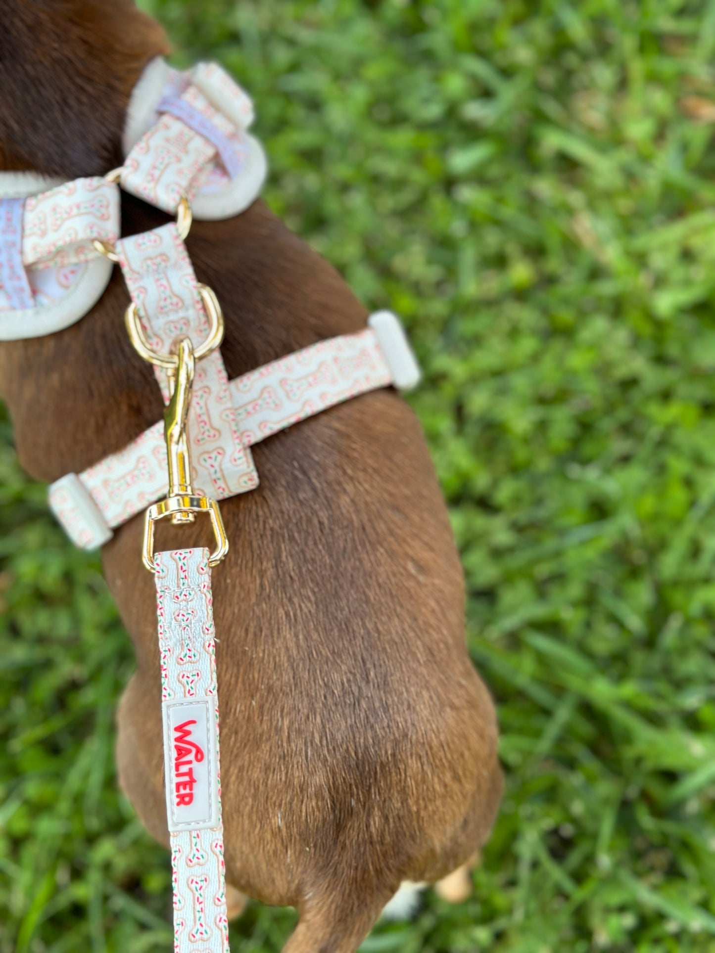 Cookie Dog Harness