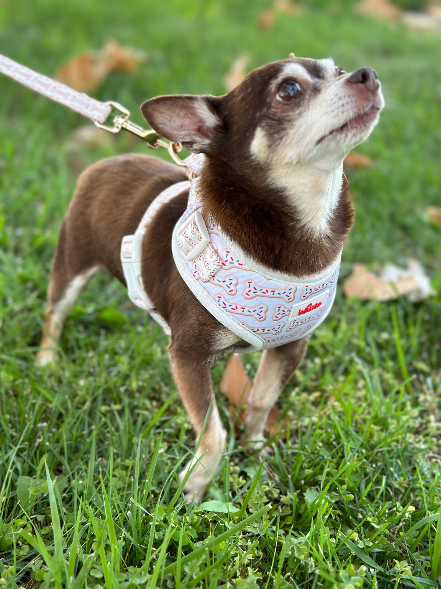 Cookie Dog Harness