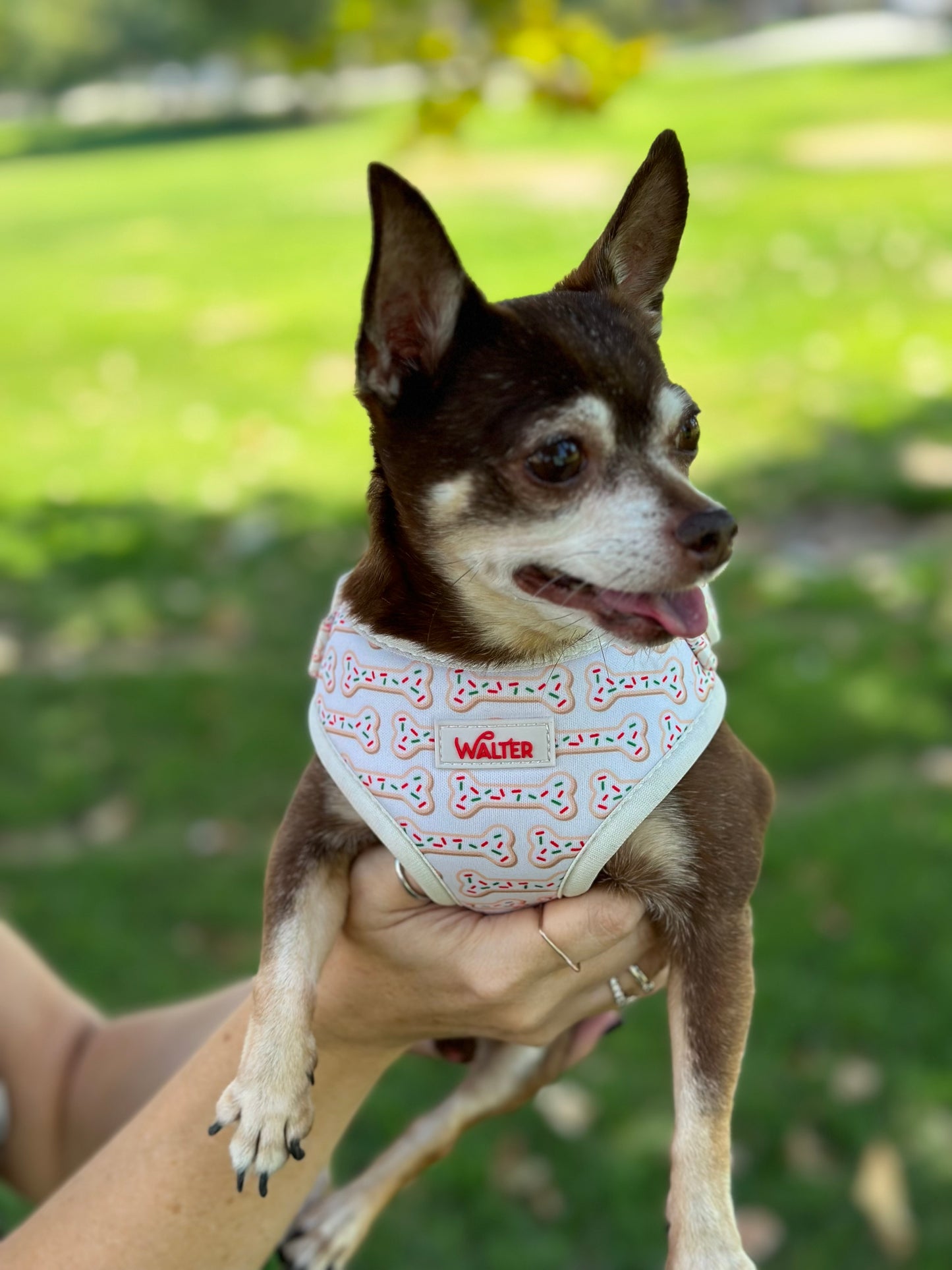 Cookie Dog Harness