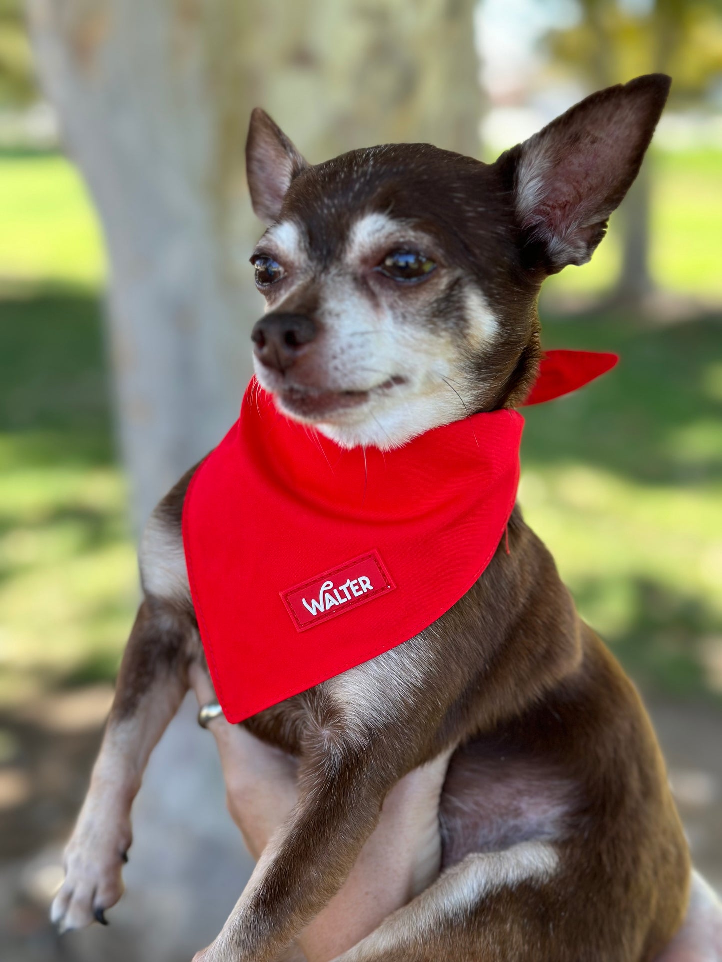 Red Dog Bandana