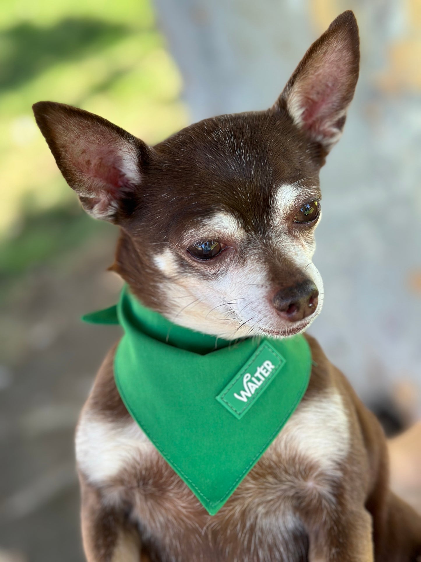 Green Dog Bandana